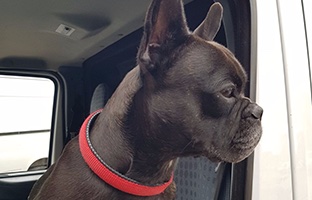 Zara the dog